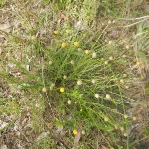 Calotis lappulacea at Deakin, ACT - 21 Nov 2015