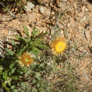 Coronidium oxylepis subsp. lanatum at Belconnen, ACT - 18 Nov 2015 03:39 PM