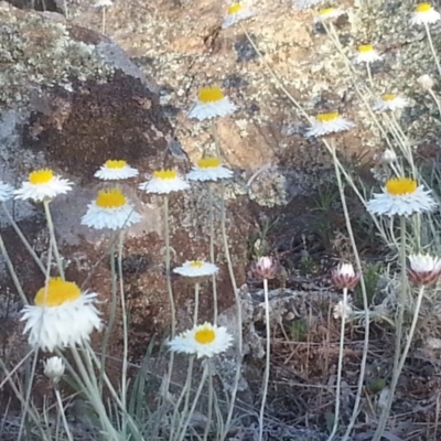 Leucochrysum albicans subsp. tricolor (Hoary Sunray) at Majura, ACT - 15 Oct 2015 by MAX