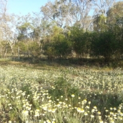 Leucochrysum albicans subsp. tricolor at Majura, ACT - 15 Oct 2015