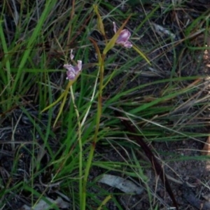 Diuris dendrobioides at suppressed - 21 Nov 2015