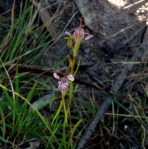 Diuris dendrobioides at suppressed - 21 Nov 2015