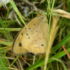 Heteronympha merope (Common Brown Butterfly) at Hume, ACT - 21 Nov 2015 by RyuCallaway