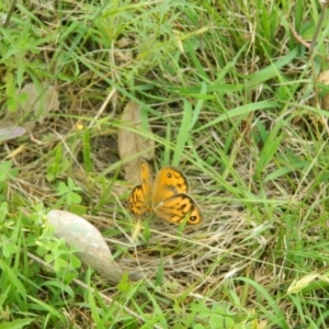 Heteronympha merope at Hume, ACT - 22 Nov 2015 10:40 AM