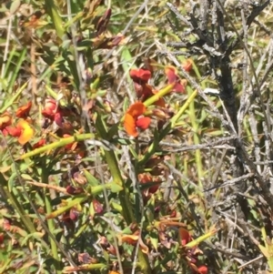 Daviesia genistifolia at Mount Clear, ACT - 25 Nov 2015 08:23 PM