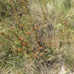 Daviesia genistifolia at Mount Clear, ACT - 25 Nov 2015 08:23 PM