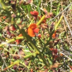 Daviesia genistifolia at Mount Clear, ACT - 25 Nov 2015 08:23 PM