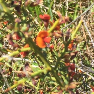 Daviesia genistifolia at Mount Clear, ACT - 25 Nov 2015 08:23 PM