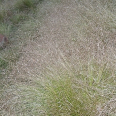 Nassella trichotoma (Serrated Tussock) at Paddys River, ACT - 24 Nov 2015 by michaelb