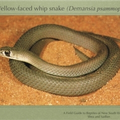 Demansia psammophis (Yellow-faced Whipsnake) at Woolgarlo, NSW - 31 Dec 1949 by GeoffRobertson
