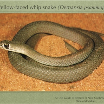 Demansia psammophis (Yellow-faced Whipsnake) at Woolgarlo, NSW - 1 Jan 1950 by GeoffRobertson