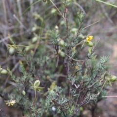 Gompholobium huegelii (pale wedge–pea) at O'Connor, ACT - 22 Nov 2015 by ibaird