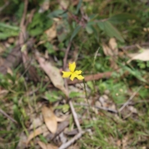 Goodenia pinnatifida at O'Connor, ACT - 22 Nov 2015