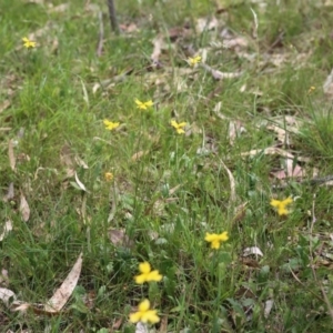 Goodenia pinnatifida at O'Connor, ACT - 22 Nov 2015