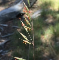 Rytidosperma pallidum (Red-anther Wallaby Grass) at Bruce, ACT - 21 Nov 2015 by ibaird