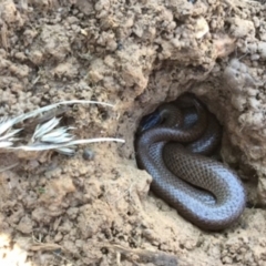Parasuta flagellum (Little Whip-snake) at Bungendore, NSW - 8 Aug 2015 by GeoffRobertson
