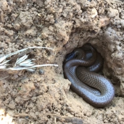 Parasuta flagellum (Little Whip-snake) at Bungendore, NSW - 8 Aug 2015 by GeoffRobertson