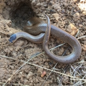 Parasuta flagellum at Bungendore, NSW - suppressed