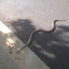 Pseudonaja textilis (Eastern Brown Snake) at Evatt, ACT - 22 Nov 2015 by GeoffRobertson