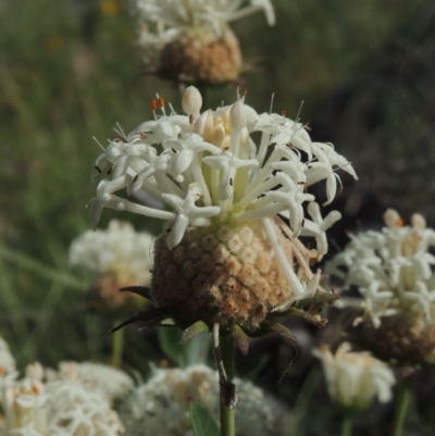 Pimelea treyvaudii (Grey Riceflower) at Tennent, ACT - 19 Nov 2015 by michaelb