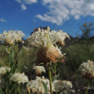 Pimelea treyvaudii at Tennent, ACT - 19 Nov 2015