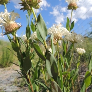 Pimelea treyvaudii at Tennent, ACT - 19 Nov 2015