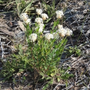 Pimelea treyvaudii at Tennent, ACT - 19 Nov 2015