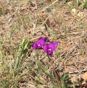 Swainsona sericea at Mount Clear, ACT - 26 Nov 2015