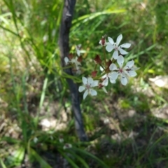 Burchardia umbellata (Milkmaids) at Mount Taylor - 26 Nov 2015 by ACTBioSecurity