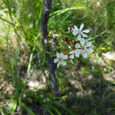 Burchardia umbellata (Milkmaids) at Kambah, ACT - 26 Nov 2015 by ACTBioSecurity