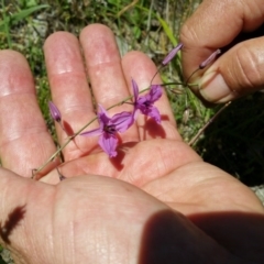 Arthropodium fimbriatum (Nodding Chocolate Lily) at Mount Taylor - 26 Nov 2015 by ACTBioSecurity