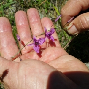 Arthropodium fimbriatum at Kambah, ACT - 26 Nov 2015