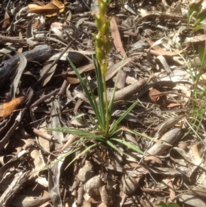 Stylidium graminifolium at Point 80 - 24 Nov 2015 09:55 AM