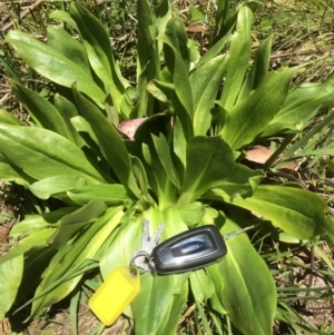 Podolepis robusta at Bimberi, NSW - 26 Nov 2015