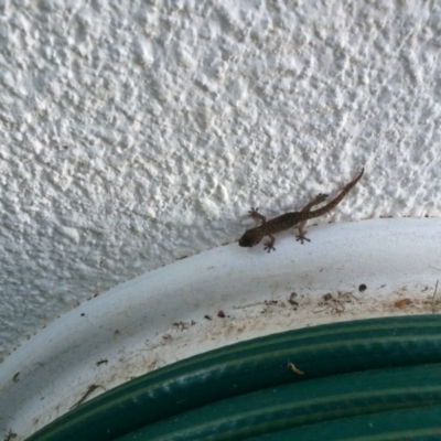 Christinus marmoratus (Southern Marbled Gecko) at Deakin, ACT - 7 Nov 2014 by jksmits