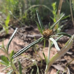 Euchiton sphaericus (star cudweed) at Conder, ACT - 12 Nov 2014 by MichaelBedingfield