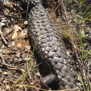 Tiliqua rugosa at Majura, ACT - 27 Nov 2015