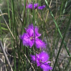 Thysanotus tuberosus subsp. tuberosus (Common Fringe-lily) at Canberra Central, ACT - 26 Nov 2015 by AaronClausen