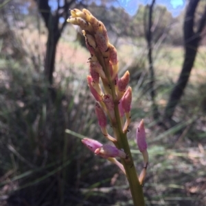 Dipodium roseum at Canberra Central, ACT - 27 Nov 2015