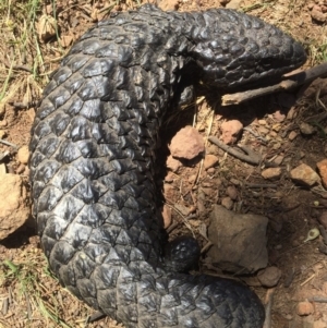 Tiliqua rugosa at Canberra Central, ACT - 27 Nov 2015