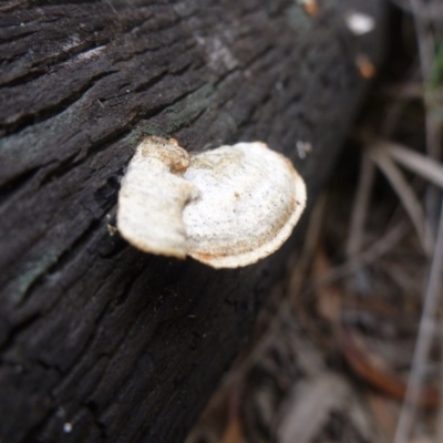 Trametes (old Pycnoporus sp.) (Scarlet Bracket) at Bruce, ACT - 23 Oct 2015 by jksmits