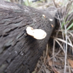 Trametes (old Pycnoporus sp.) at Bruce, ACT - 23 Oct 2015 01:03 PM