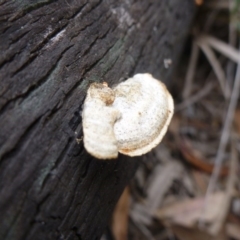 Trametes (old Pycnoporus sp.) at Bruce, ACT - 23 Oct 2015 01:03 PM