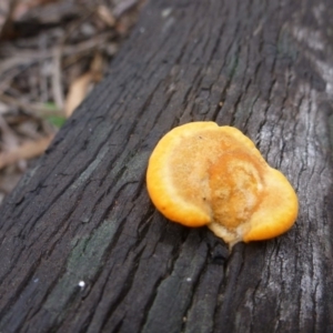 Trametes (old Pycnoporus sp.) at Point 103 - 23 Oct 2015 01:03 PM