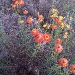 Xerochrysum viscosum at Watson, ACT - 26 Nov 2015