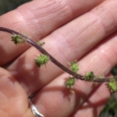 Acaena x ovina (Sheep's Burr) at Majura, ACT - 26 Nov 2015 by SilkeSma