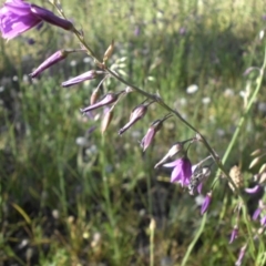 Arthropodium fimbriatum (Nodding Chocolate Lily) at Mount Ainslie - 26 Nov 2015 by SilkeSma