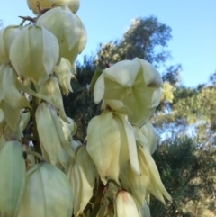 Yucca sp. at Gungahlin, ACT - 27 Nov 2015 by MAX