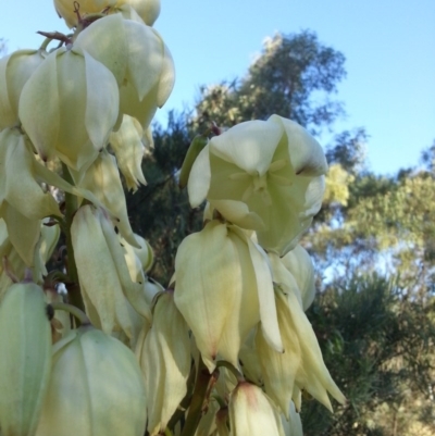 Yucca (genus) at Gungahlin, ACT - 27 Nov 2015 by MPW
