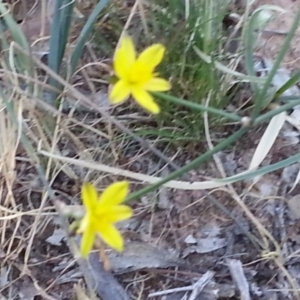 Tricoryne elatior at Watson, ACT - 27 Nov 2015 06:53 PM